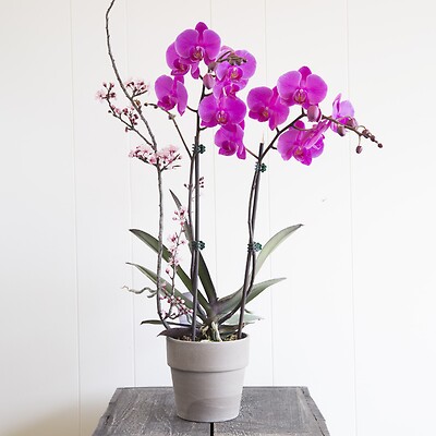 Double orchid plant