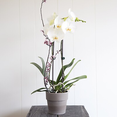 Double white orchid plant